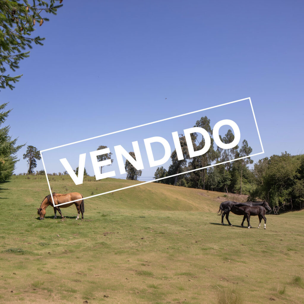 Campo 17 has. Pto. Octay